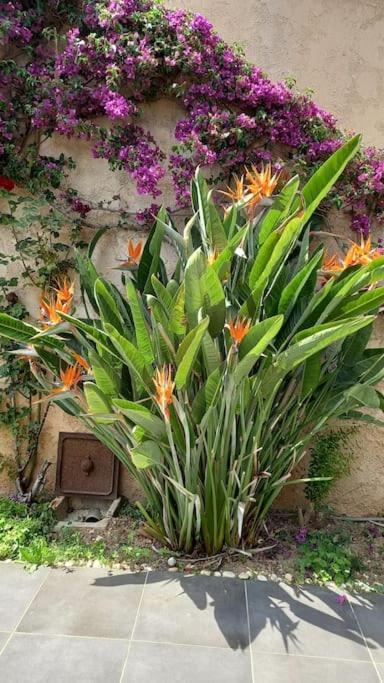 Appartement En Rez De Jardin Et Terrasse Ds Villa Hyères المظهر الخارجي الصورة